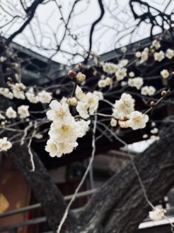 湯島天満宮でのポスターアート展示
